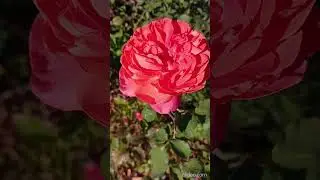 Bright beautiful lovely red rose 밝고 아름답고 사랑스러운 빨간 장미 #interesting #beautiful #nature #flowers #trave