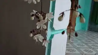 EM G&Aacute;I VƯỜN QU&Ecirc; DO CA SĨ THU HIỀN TR&Igrave;NH B&Agrave;Y QUAY PHIM TRẦN THỊ DUNG LỒNG NHẠC MAM NGUY&Ecirc;N 22/01/2026