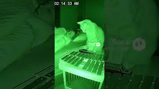 Part 2 &ndash; Cats Wake Owner by Playing Instruments at 2AM! 🎹🐾 Night-Vision Orchestra