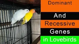 What are the Dominant and Recessive Genes? | Dominant and Recessive Genes in Lovebirds | Urdu/Hindi