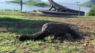 Wowww😲 Komodo dragon eats big wild boar and wants to swallow wild boar #wildlife #animals #komodo