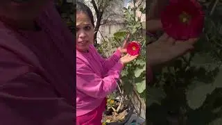 Hollyhock plants benefit#hollyhocks flower from seeds#flowering plant#youtubeshorts#shorts#Plants