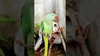 Talking Parrot 🦜😍 #parrot #talkingparot #birds #mithukibatain #funny #cute #azharparrot #greenpar
