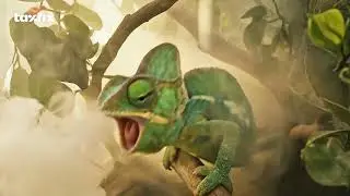 Taxfix 2026 | Chameleon | Brand | 30sec | 1920x1080 | 25FPS
