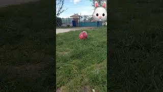 Rabbit football #shorts #rabbit #football #euro2024 #idontcare