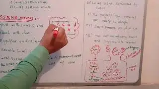 Replication of negative single stranded RNA viruses in urdu/hindi by Basri (part-2)