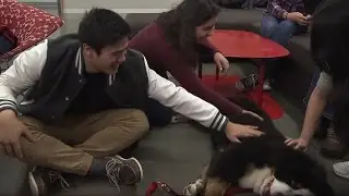 Therapy Dogs for Stress Relief