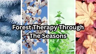 THESE FAIRY DOCTORS CAN FIX ANYTHING ~ Forest Therapy in Every Season | SHINRIN YOKU 🌿