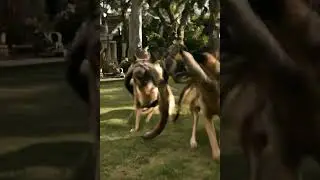 Puppy Saves Kitten from Anaconda &mdash; Can It Make It? | 子犬がアナタックから子猫を救う  | 강아지가 아나콘다로부터 새끼 고양이를 구하다