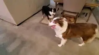 Epic Dog Match