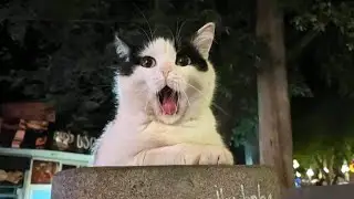 You Laugh, You Lose! 🤣 Funny Cat Videos 2025 😹 Part 65
