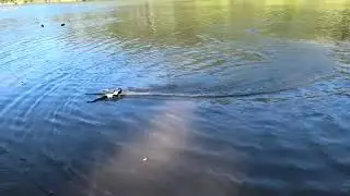Joysway RaceBird E1 RC Hydrofoil run on the Kangaroo River and flip