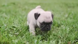 Meet the Pug | Petland Texas
