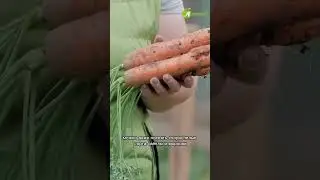 Что посадить в июле? #антоновсад #садиогород #посадкарастений