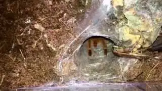 Crazy OBT attack!! Pterinochilus murinus