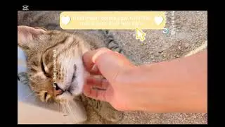 STOP ANIMAL CRUELTY 