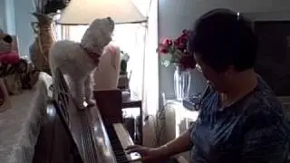 Dr. Suen's Singing Maltese