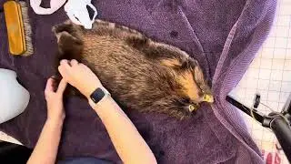 Prepping a beaver pelt for making fur mittens. Pattern for sale soon!