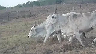 Dia a dia na roça 