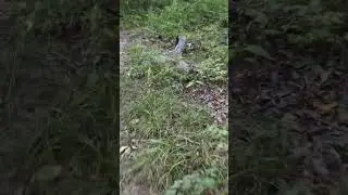 South Woodchuck Run Kansas City mountain bike, August 31, 2025, Swope Park Trails 