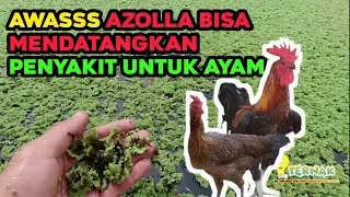 cara memberikan nutrisi AZOLLA yang BENER
