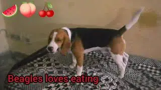 Funny video of beagles daily activities..