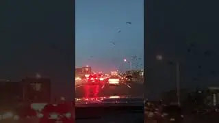 Black Birds in Austin, Texas