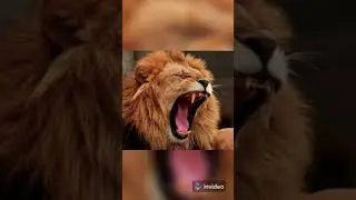 Become the King of The Jungle Have a Winning Mentality Believe In Yourself | Motivational.