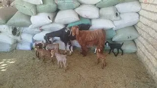 عروض النوادر معزتين والدين (٦)توأم بسعر ببلاش (٠١١٥٧٧٩٠٦٠١)#عروض_بيع_الماعز 