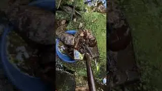Easy gold found panning at the top of a waterfall!