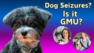 Dog Seizures, Balance Issues & Strange Behavior: Could It Be MUE or GME?