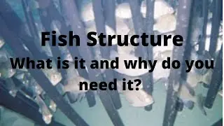 What is Fish Structure and why do you need it?