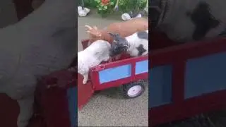 Top diy tractor making mini transport cows #minicowshed #animalsfarm #minitractor #diyfarming