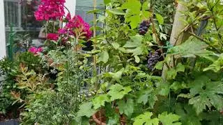 Rain Walk in My Exotic Food Plants Garden | Grape Vine & Tropical Plants.