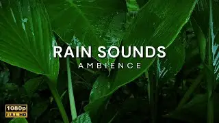 Gentle Rain Sounds for Deep Sleep, Insomnia Relief, Focus and Studying | Leafrain ASMR
