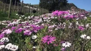 GWHLA meet-up with Malibu Wine Hikes