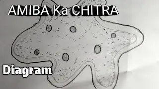 AMOEBA EASY DIAGRAM /HOW TO DRAW AMIBA Ka CHITRA/AMIBA Sketch