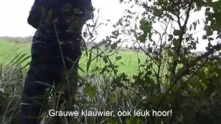 Dutch Birding najaarsweekend 2013
