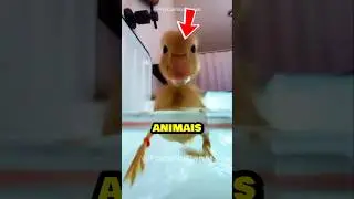 Qual desses animais de estima&ccedil;&atilde;o voc&ecirc; escolheria para viver com voc&ecirc; para sempre? 🦆✨️