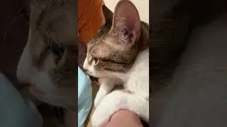 Funniest Cats Being Soft ☁️ | Beta&rsquo;s Sleepy Morning Vibes