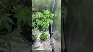 Nightowl, mephisto, rocbudinc