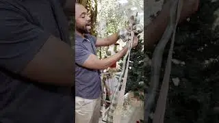 Como fazer um la&ccedil;o natalino com o decorador Fernando Celestino.