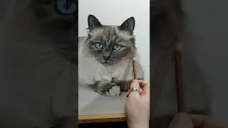 Quick clip of birman cat my colour pencil drawing - catch up with what has happened to me see below
