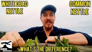 White Dead Nettle vs Stingy Nettle! (Bushcraft Focus) A Video by Joel Self - Outdoor Instructor