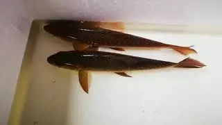 Kelah Merah bara