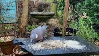Cleaning table and new food time-lapse