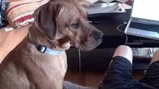 Lex the Drooler