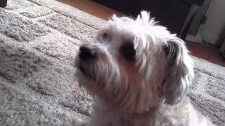 Piepende hond