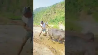 Traditional Farming (Nepal)