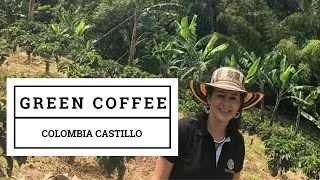 Green coffee beans - 3rd wave at it's best: fruity and beautiful honey castillo from Colombia